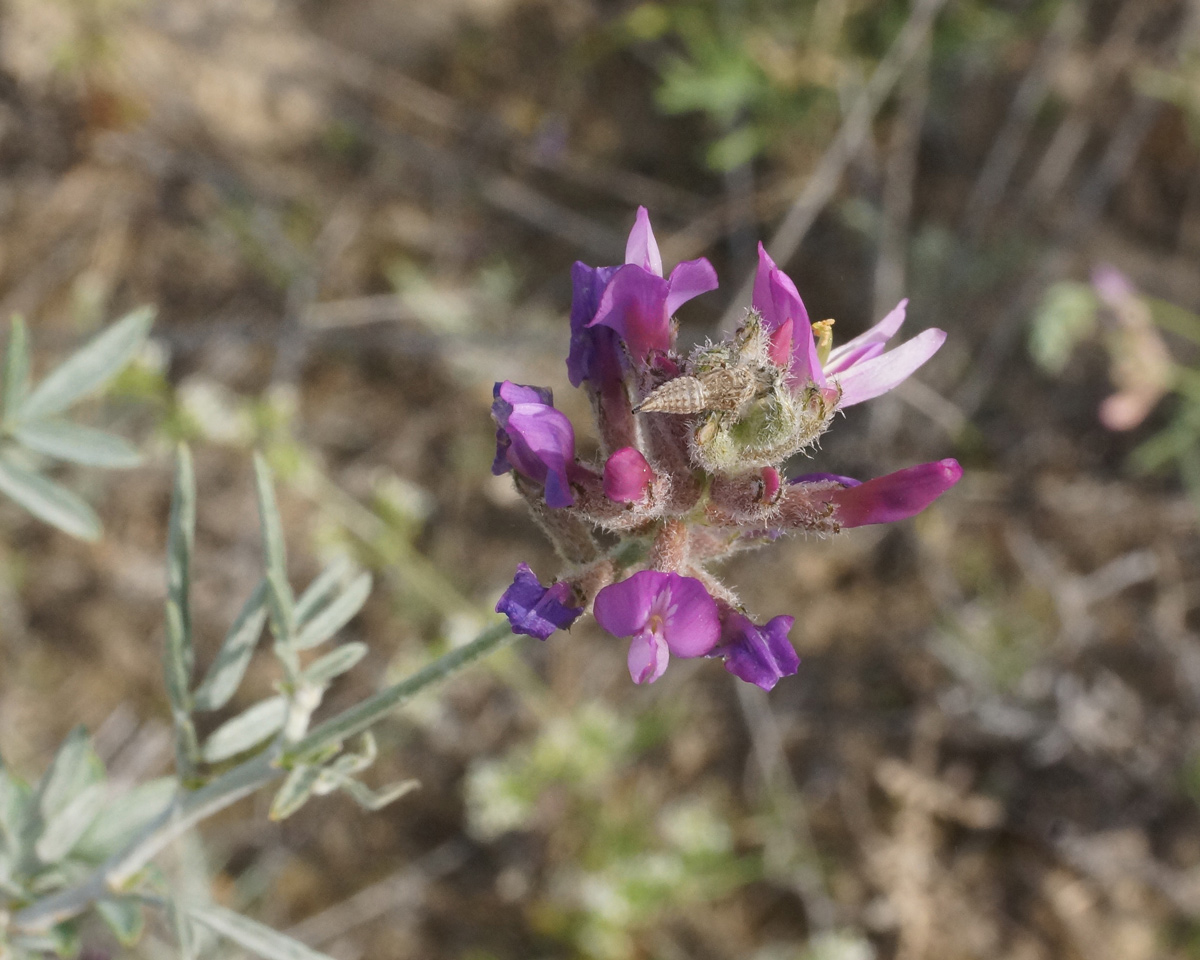 Image of Astragalus polyceras specimen.