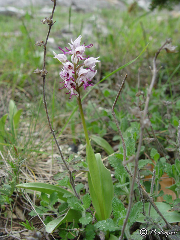 Изображение особи Orchis simia.