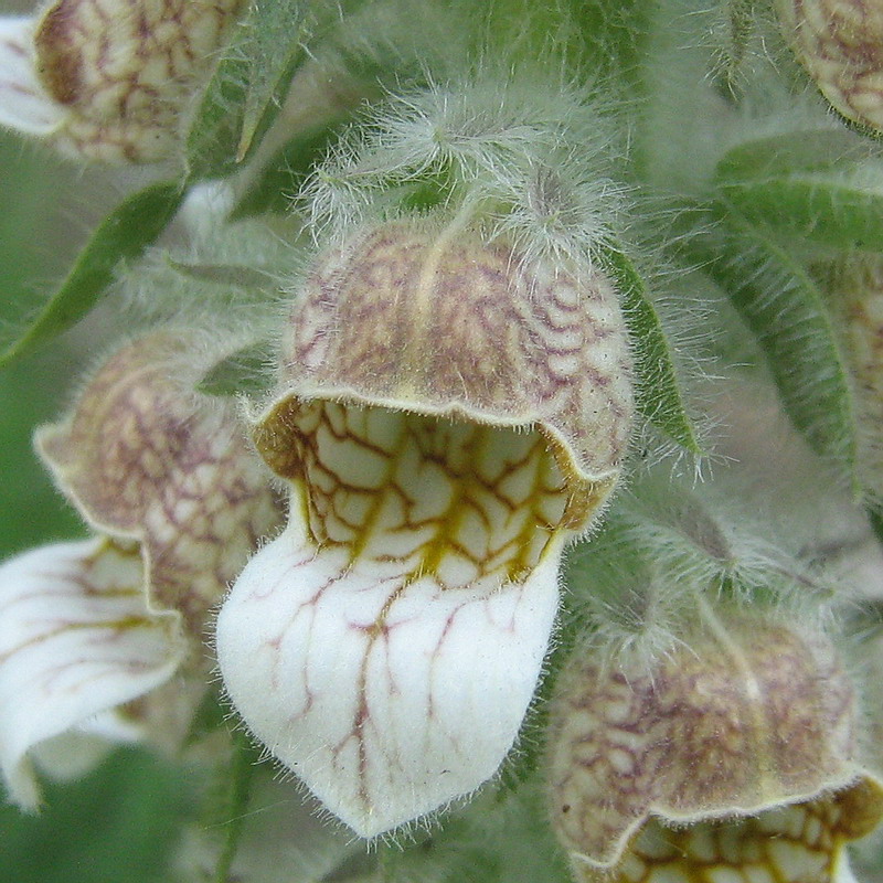 Image of Digitalis lanata specimen.