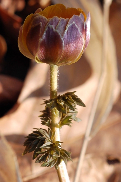 Image of Adonis amurensis specimen.