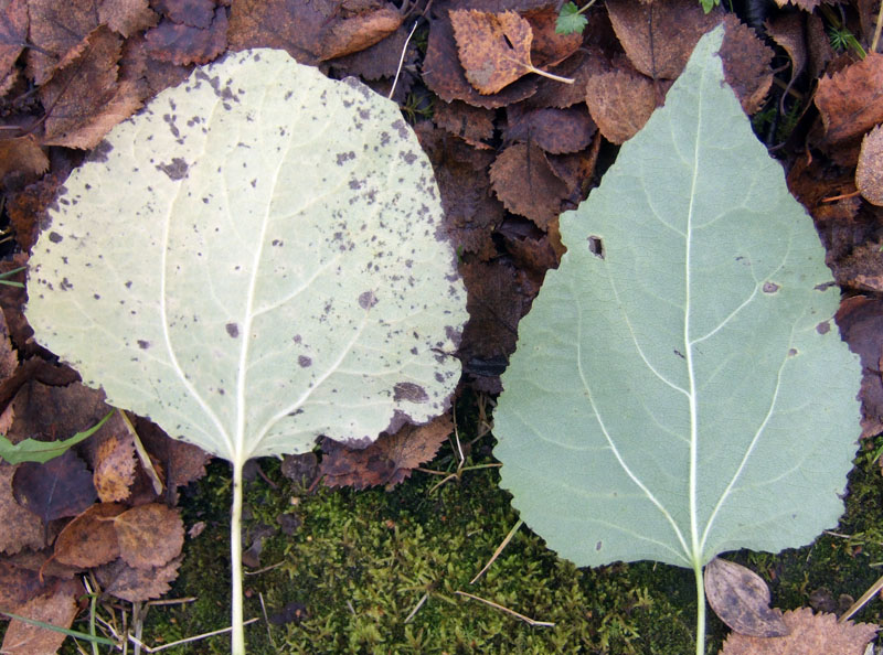 Image of Populus tremula specimen.