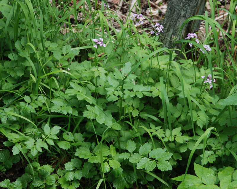 Изображение особи Cardamine macrophylla.