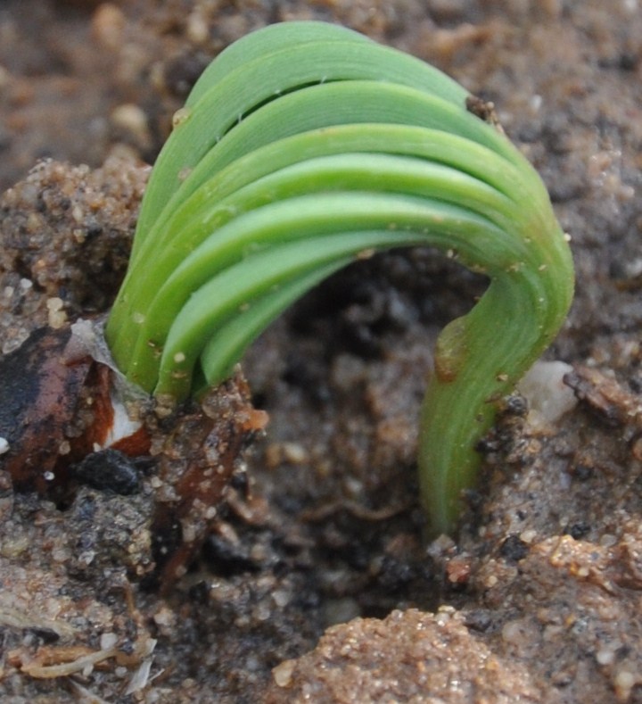 Image of Pinus pinea specimen.