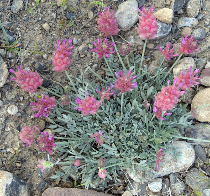 Image of Astragalus schrenkianus specimen.