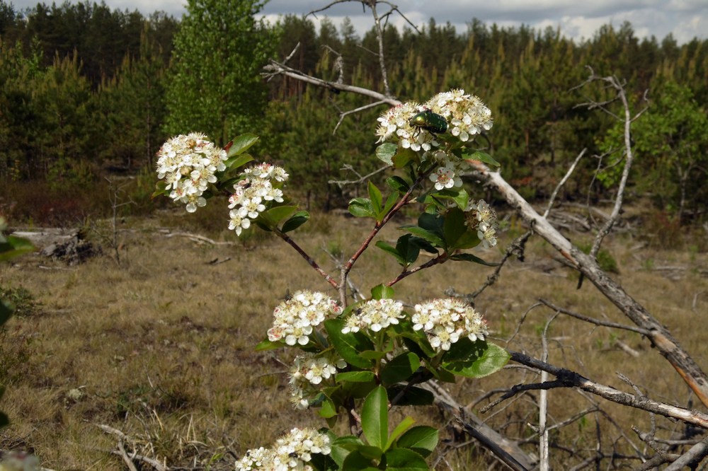 Изображение особи &times; Sorbaronia mitschurinii.