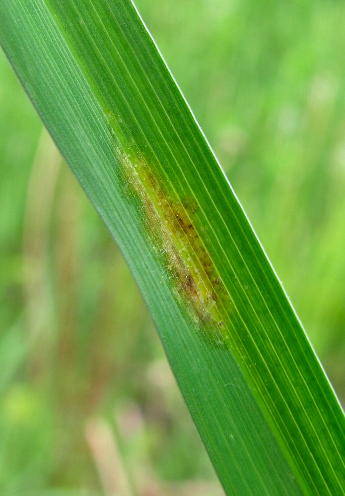 Image of Dactylis glomerata specimen.