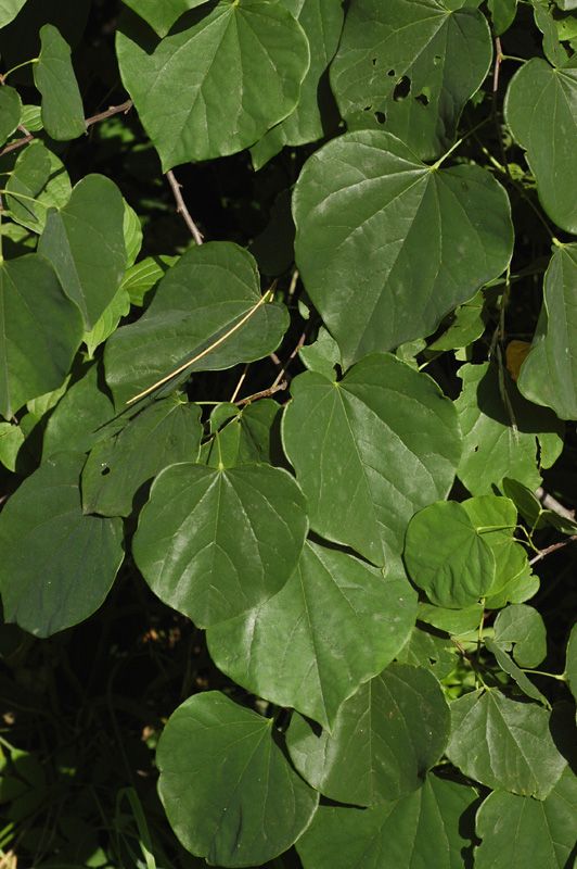 Image of Cercis canadensis specimen.