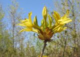 Rhododendron luteum. Соцветие. Краснодарский край, м/о г. Геленджик, окр. пос. Возрождение, гора Михайловка, дубово-буково-грабовый лес с примесью тиса ягодного. 25.04.2015.