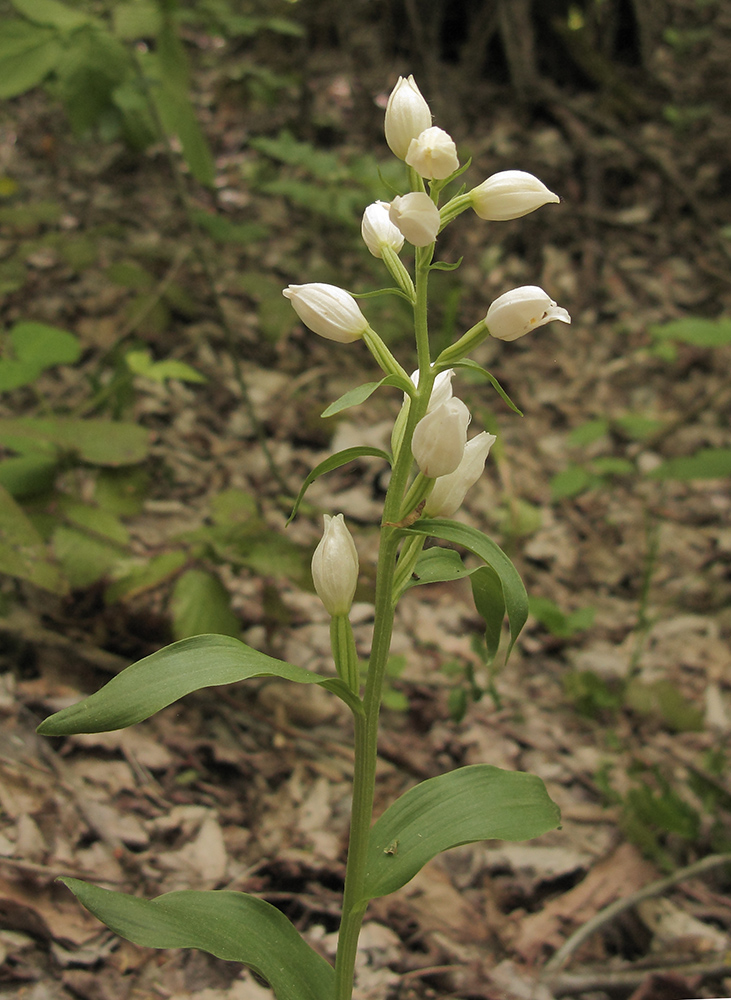 Изображение особи Cephalanthera damasonium.