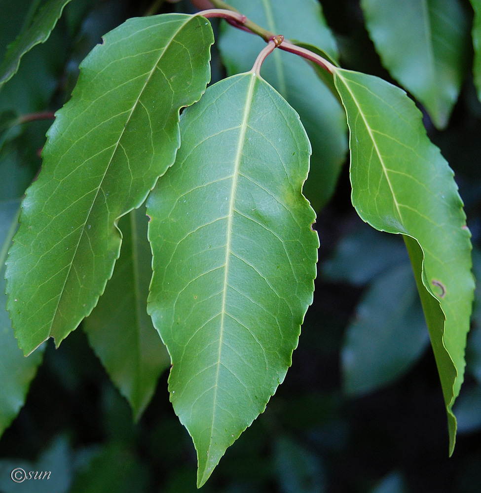 Изображение особи Lauro-cerasus lusitanica.