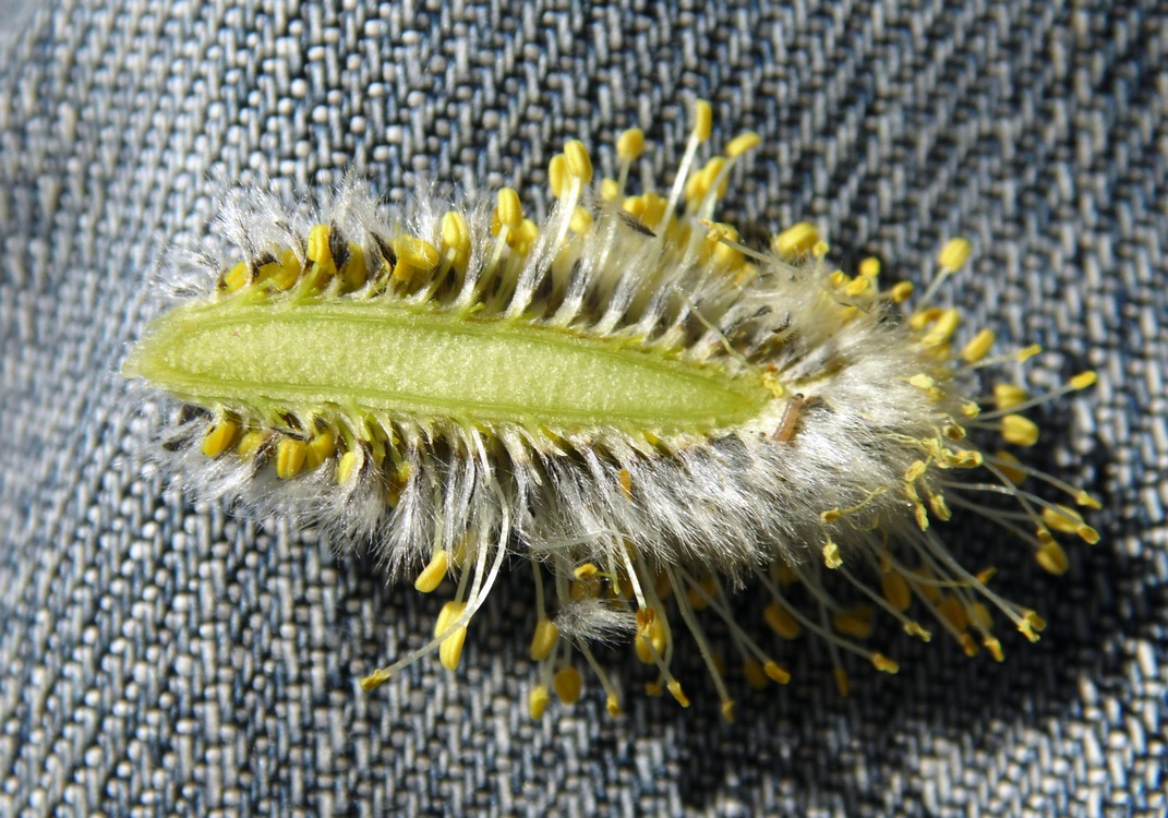 Image of Salix caprea specimen.