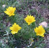 Adonis vernalis