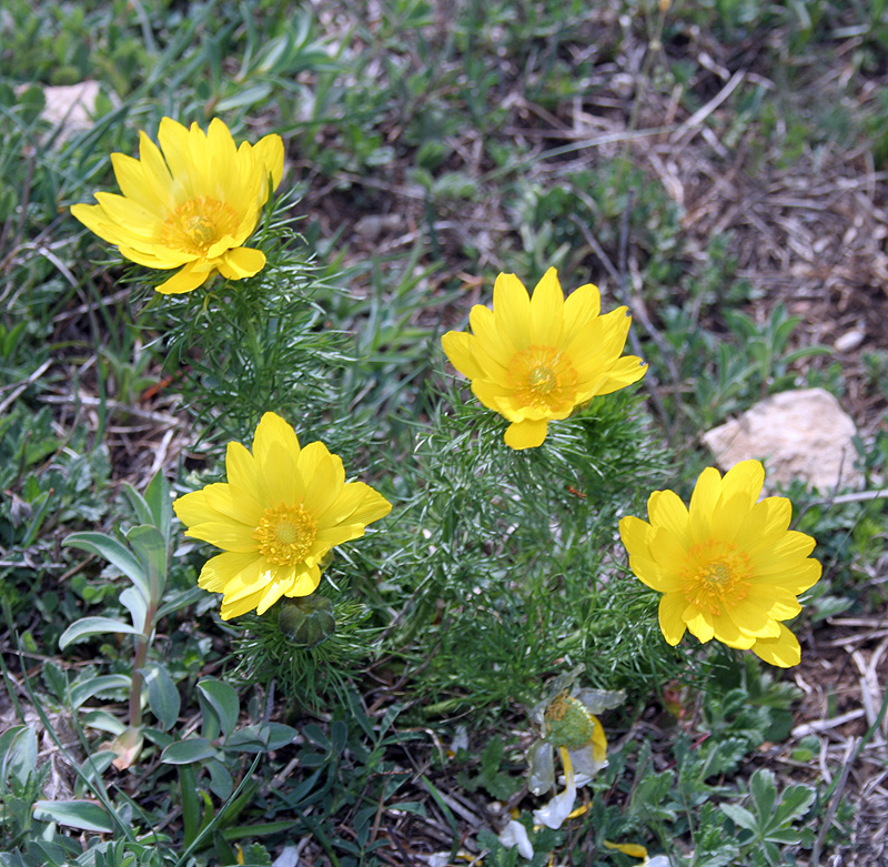 Image of Adonis vernalis specimen.