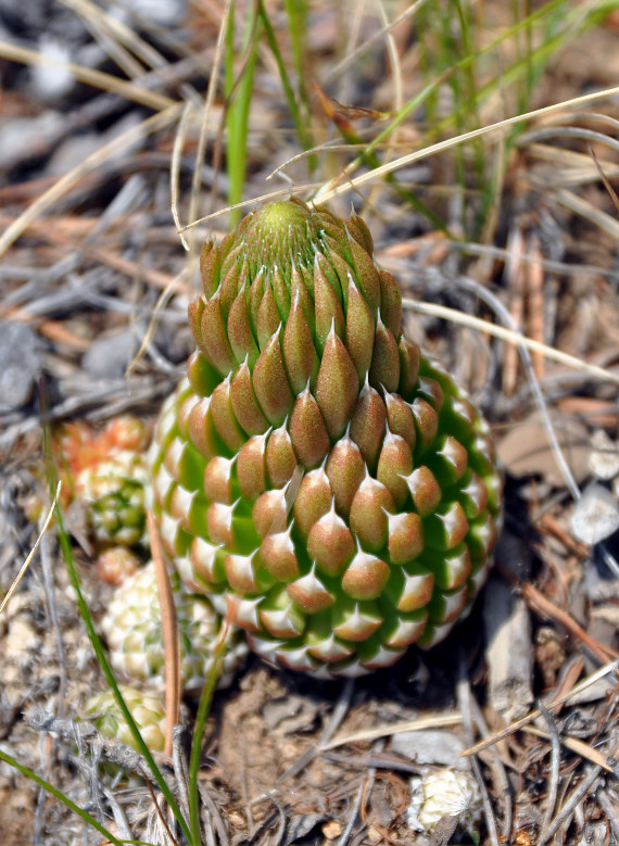 Image of Orostachys spinosa specimen.