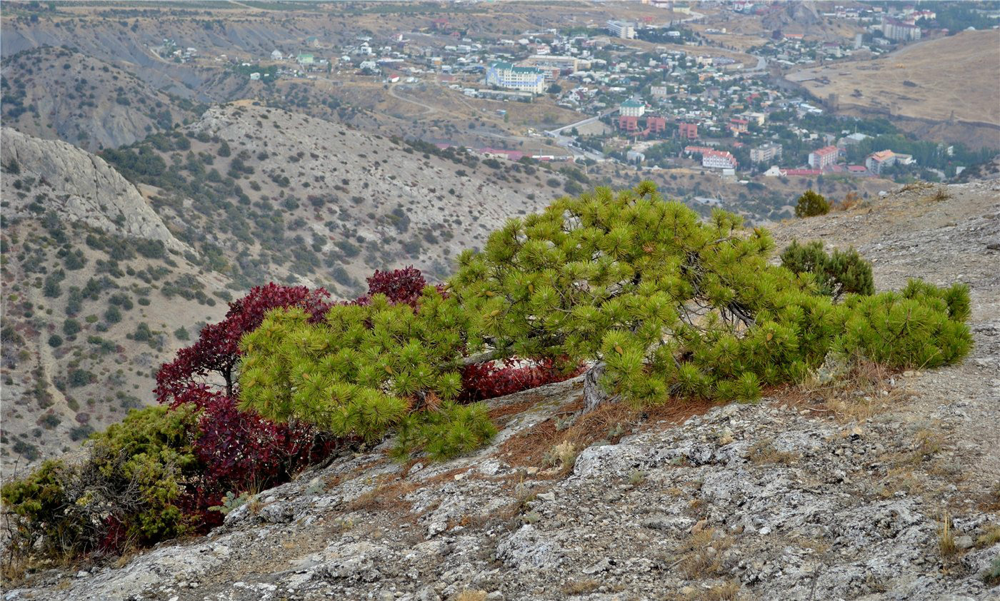 Image of Pinus pallasiana specimen.