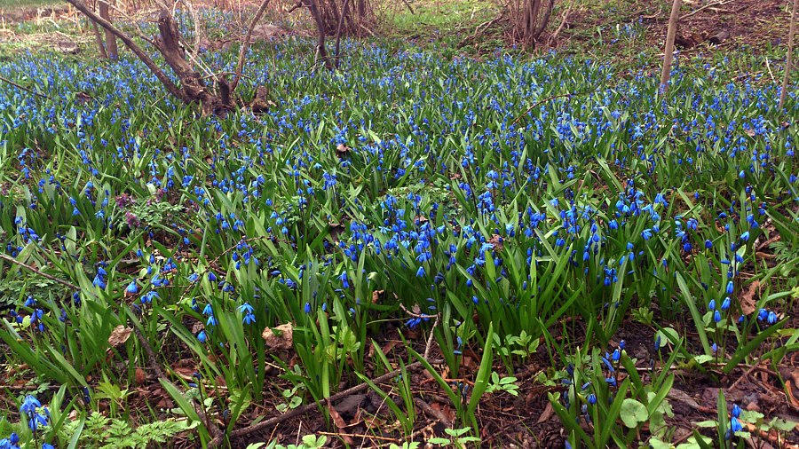 Изображение особи Scilla siberica.