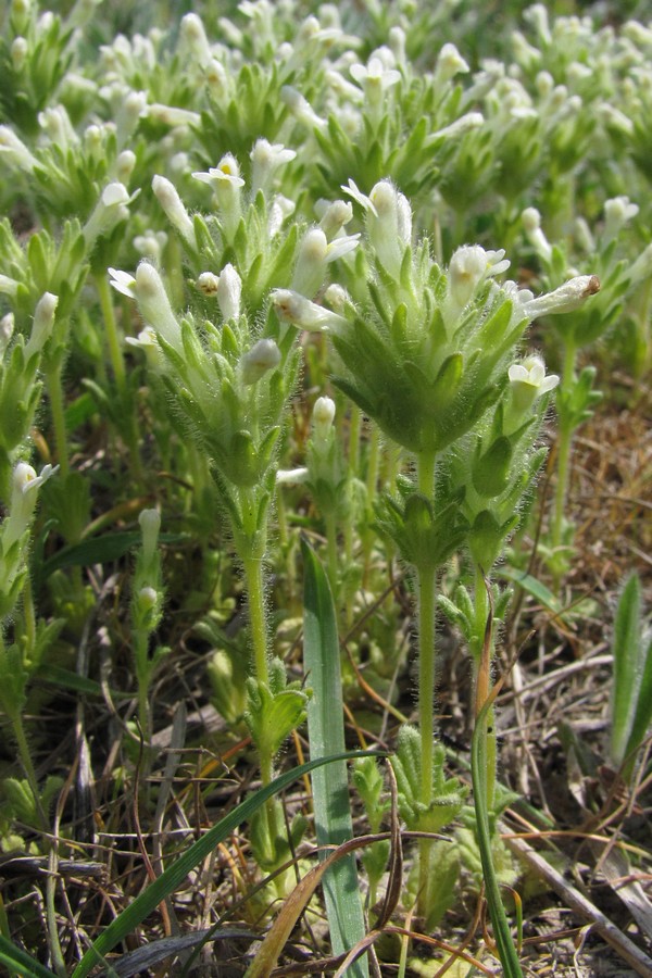 Изображение особи Parentucellia latifolia.