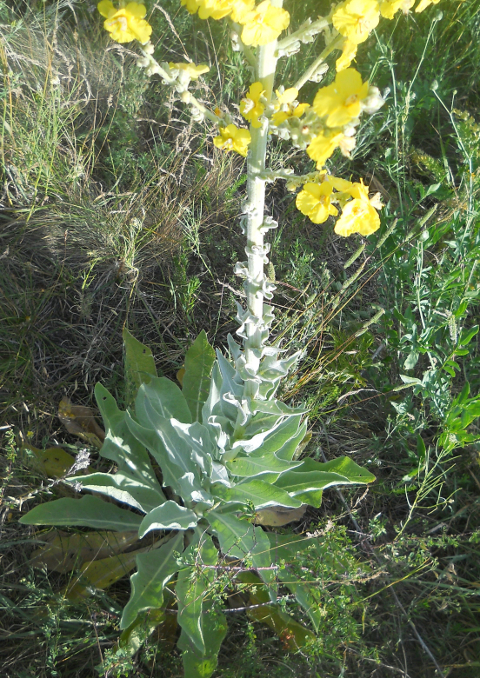 Image of Verbascum songaricum specimen.