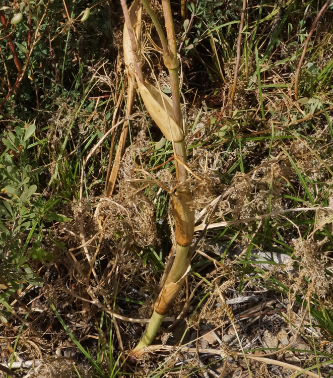 Изображение особи Ferula songarica.