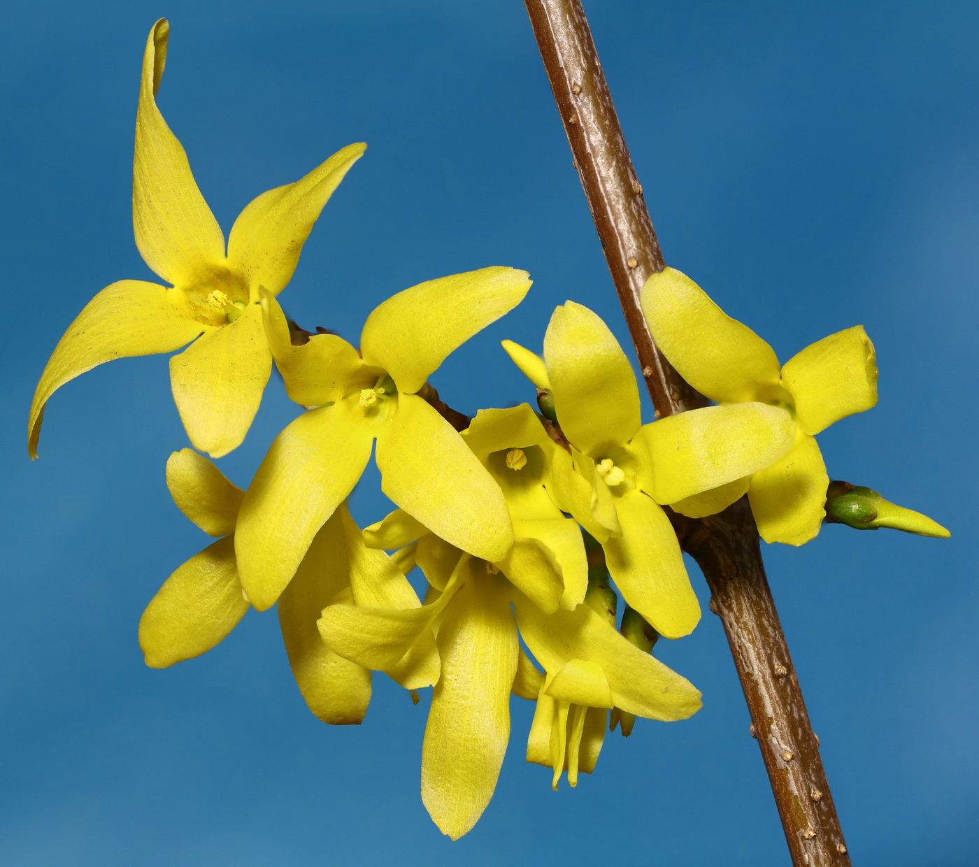 Изображение особи род Forsythia.