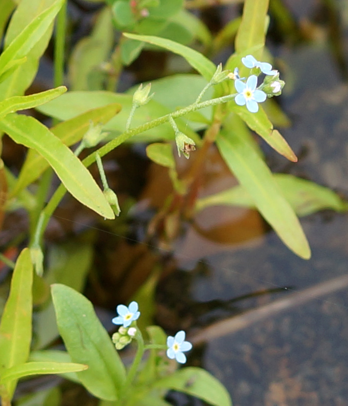 Изображение особи Myosotis cespitosa.