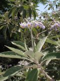 Смотреть изображение Solanum mauritianum