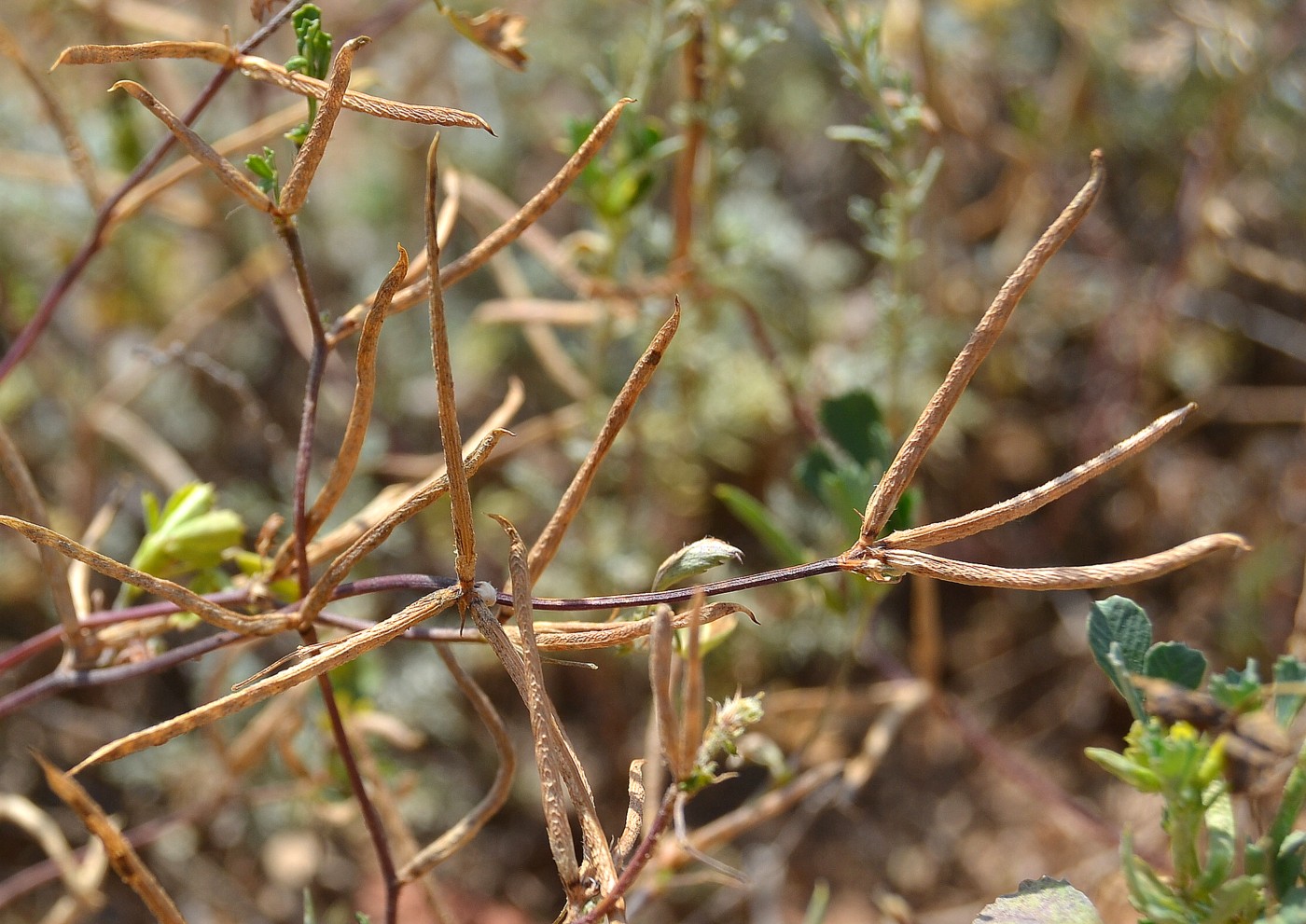 Изображение особи Trigonella striata.