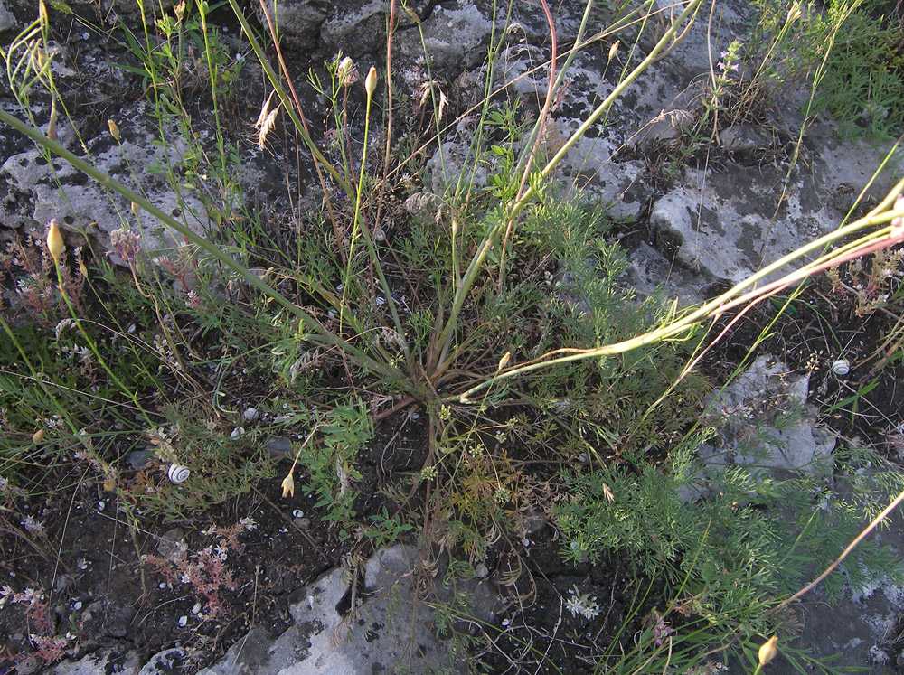 Image of Seseli varium specimen.