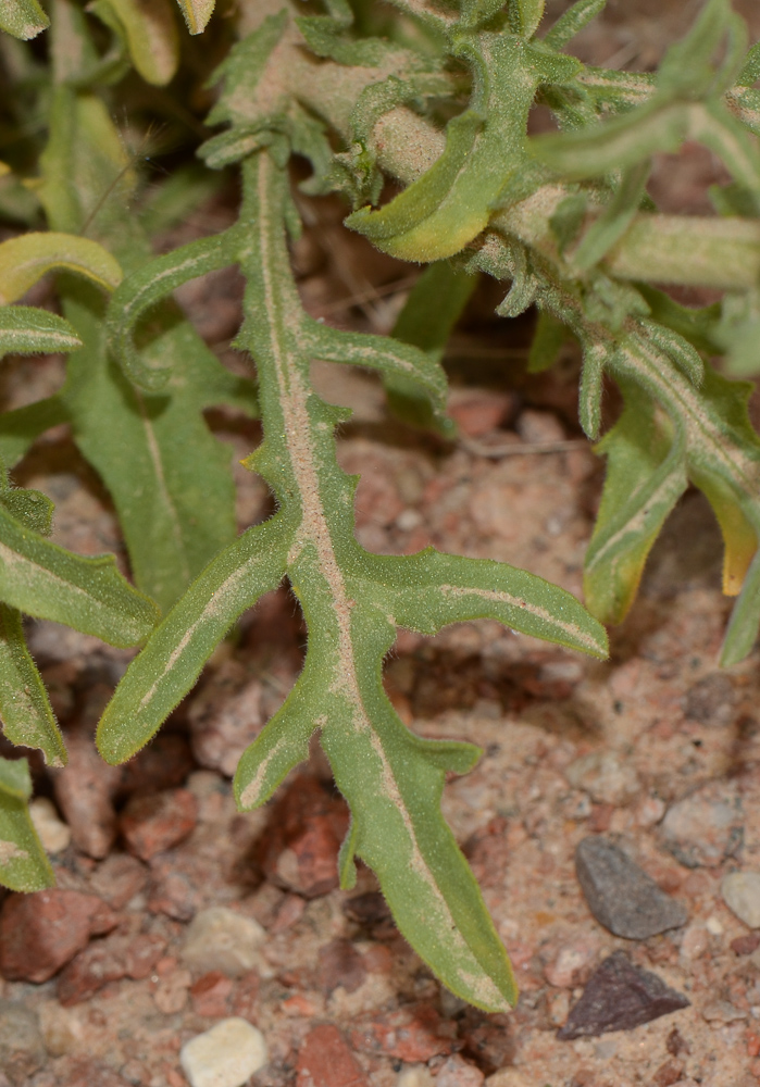 Image of Anvillea garcinii specimen.