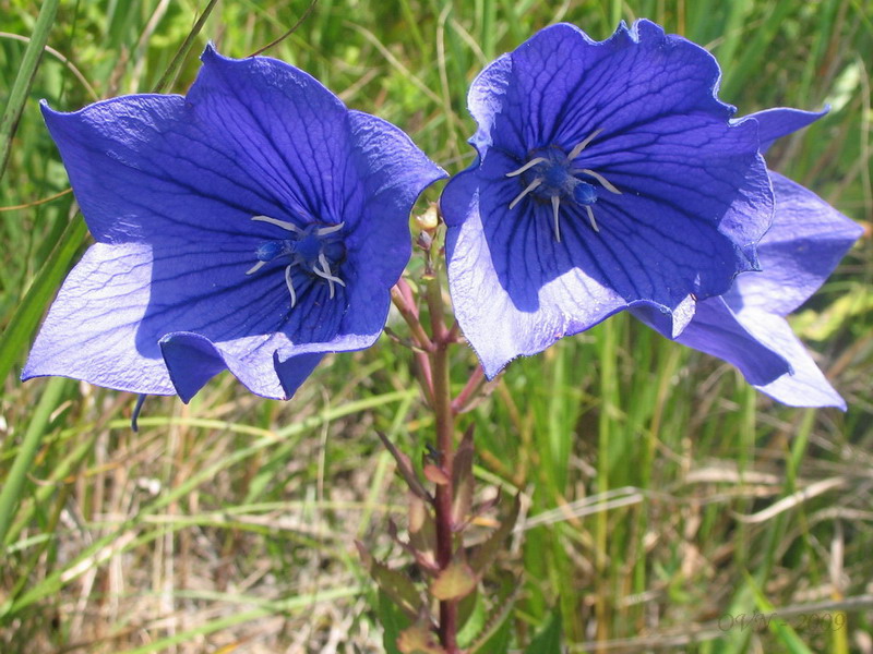 Изображение особи Platycodon grandiflorus.