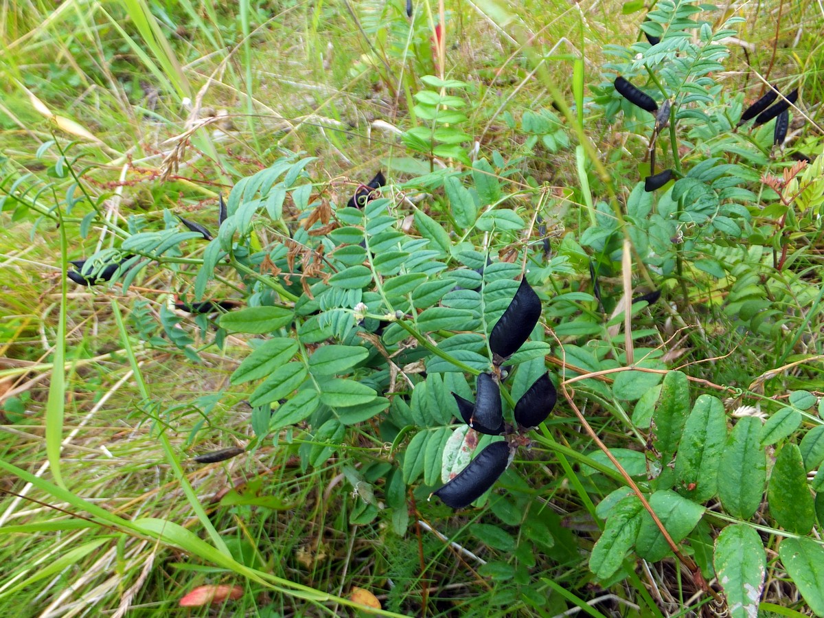 Image of Vicia sepium specimen.