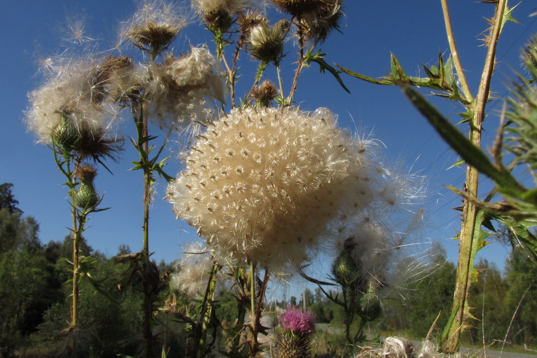 Изображение особи Cirsium vulgare.