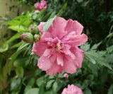 Hibiscus syriacus