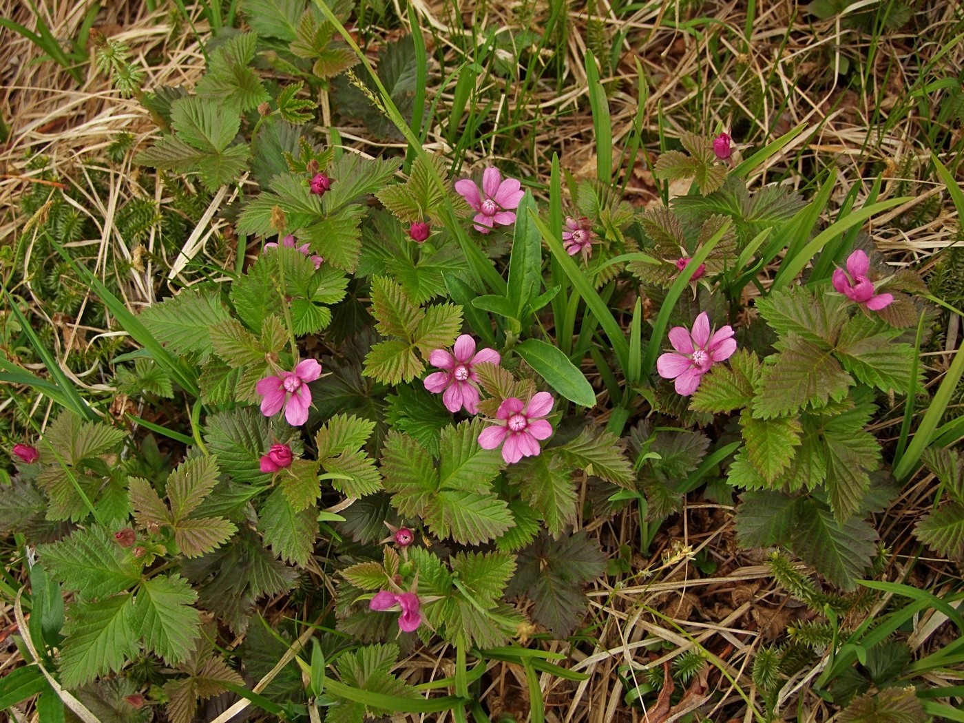 Image of Rubus arcticus specimen.