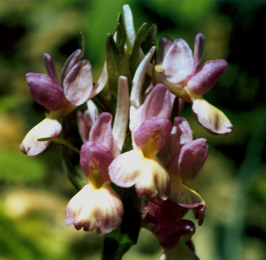 Изображение особи Dactylorhiza romana.