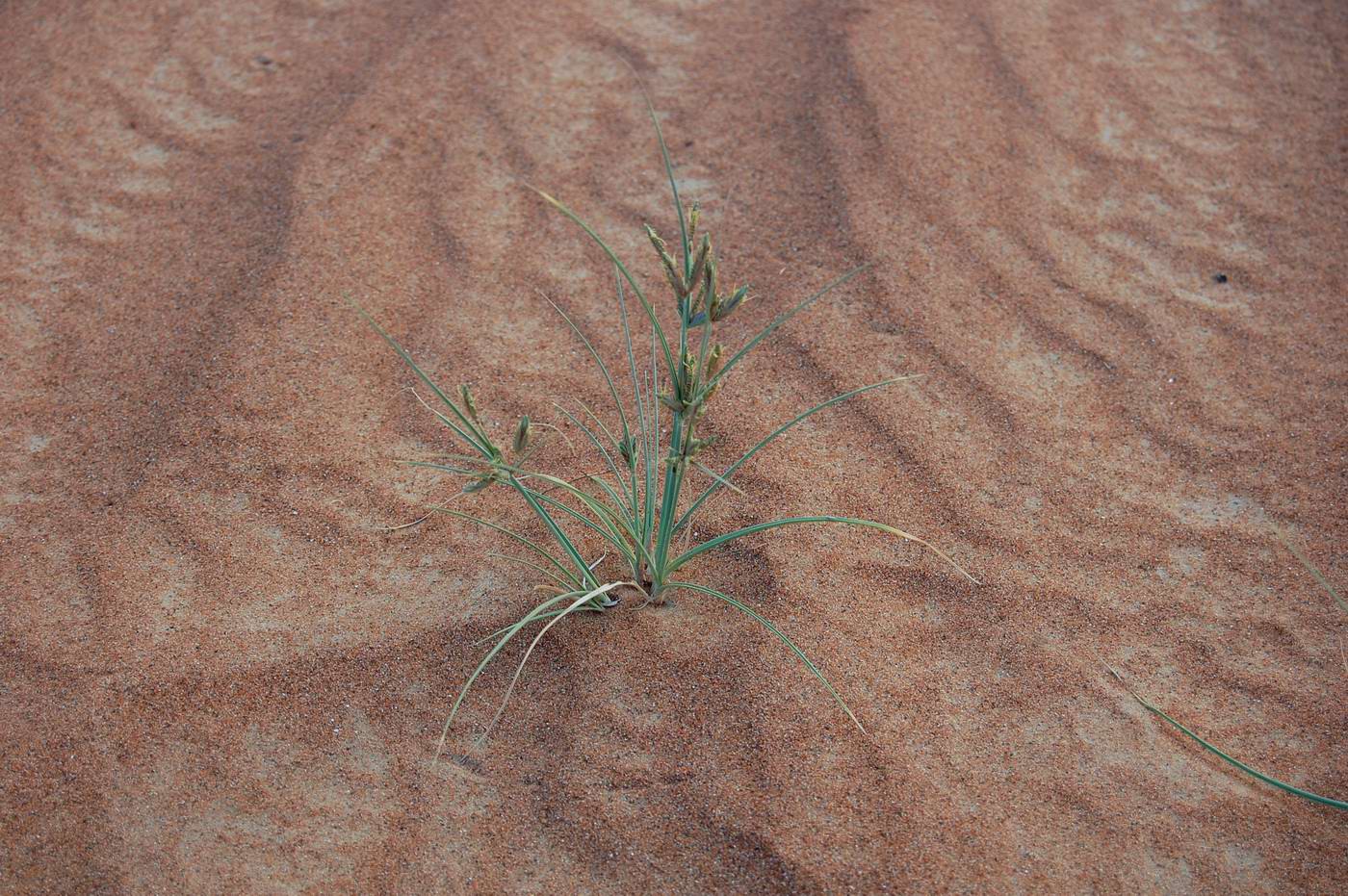 Image of Cyperus conglomeratus specimen.