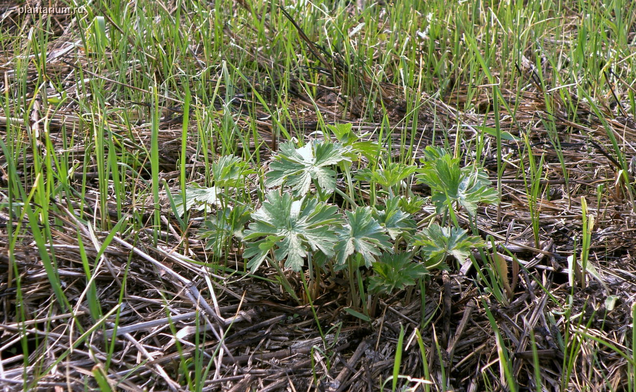 Image of Geranium collinum specimen.