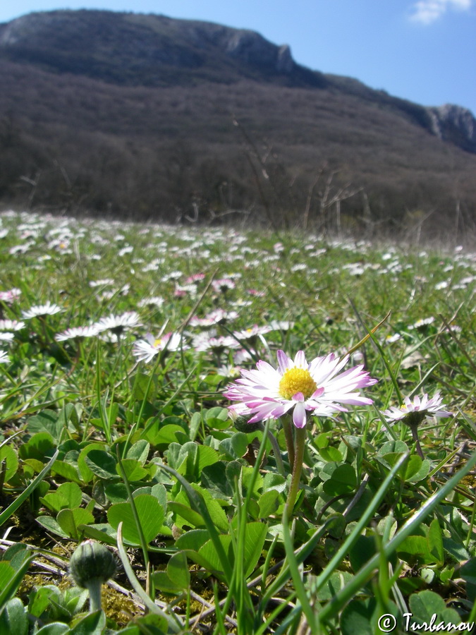 Image of Bellis perennis specimen.