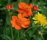 Geum quellyon