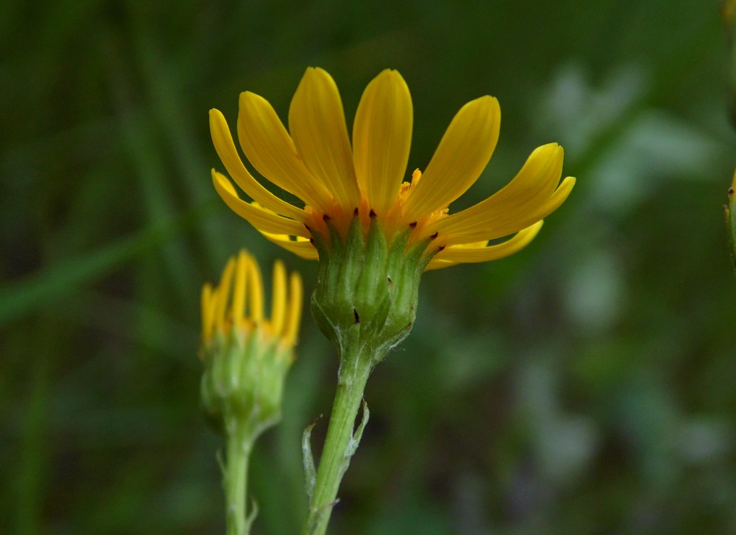 Image of Senecio jacobaea specimen.