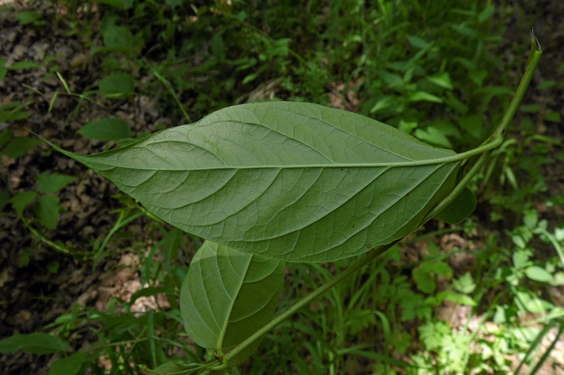 Image of Vincetoxicum scandens specimen.