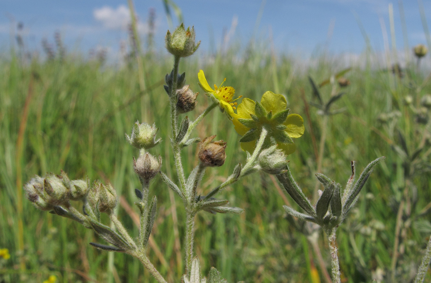 Изображение особи Potentilla impolita.