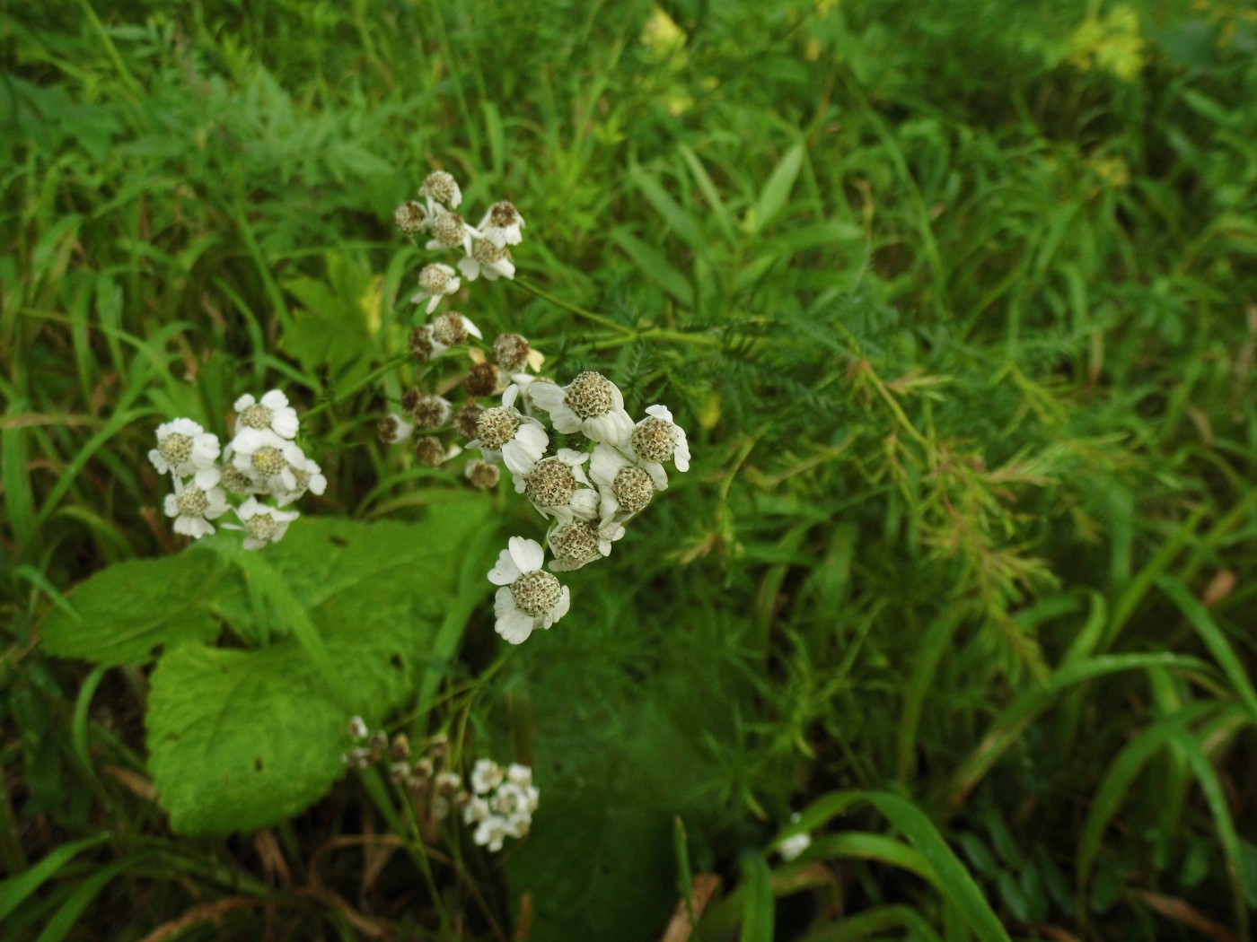 Image of Achillea impatiens specimen.