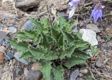 Campanula sarmatica