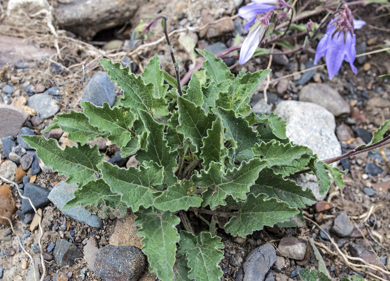 Image of Campanula sarmatica specimen.