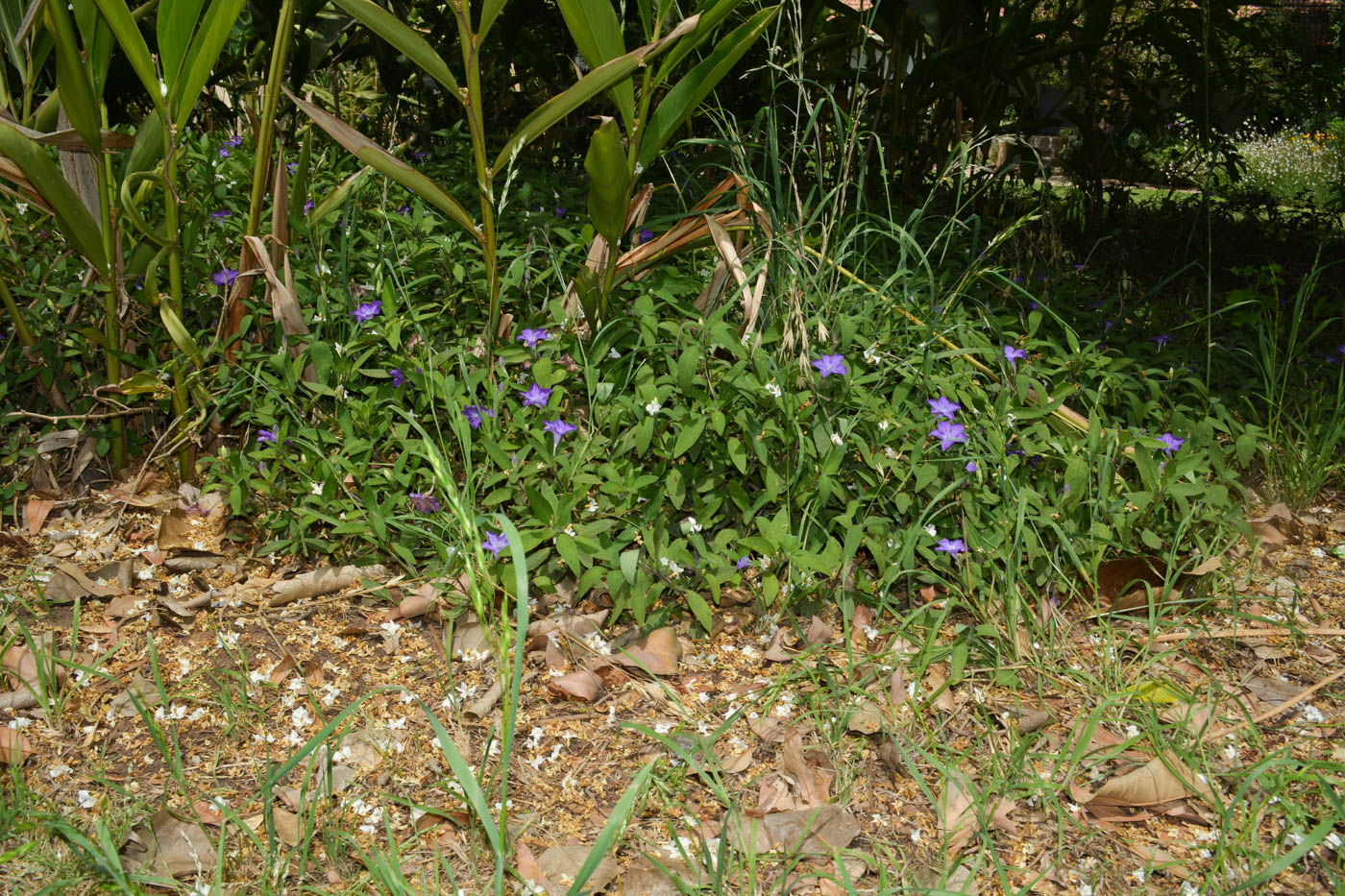 Image of Ruellia prostrata specimen.