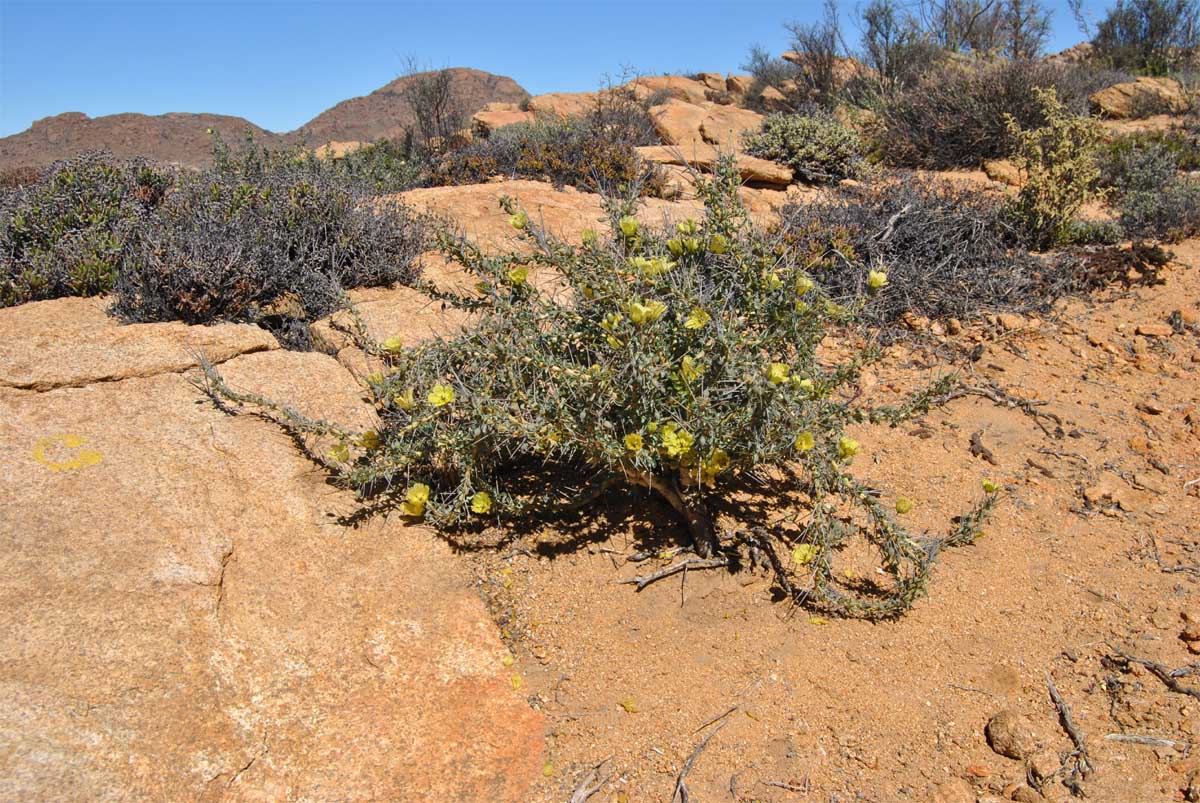 Изображение особи Sarcocaulon lheritieri.