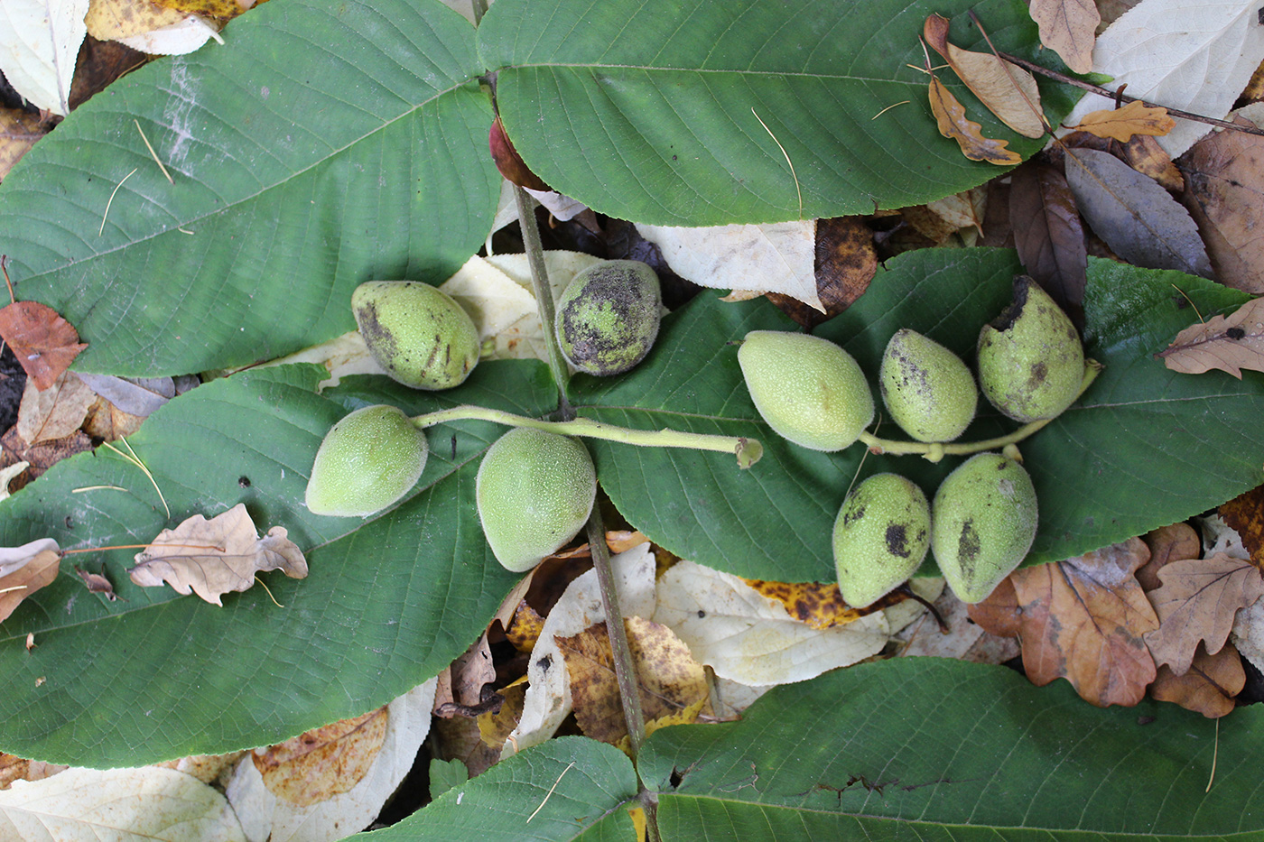 Изображение особи Juglans ailanthifolia var. cordiformis.