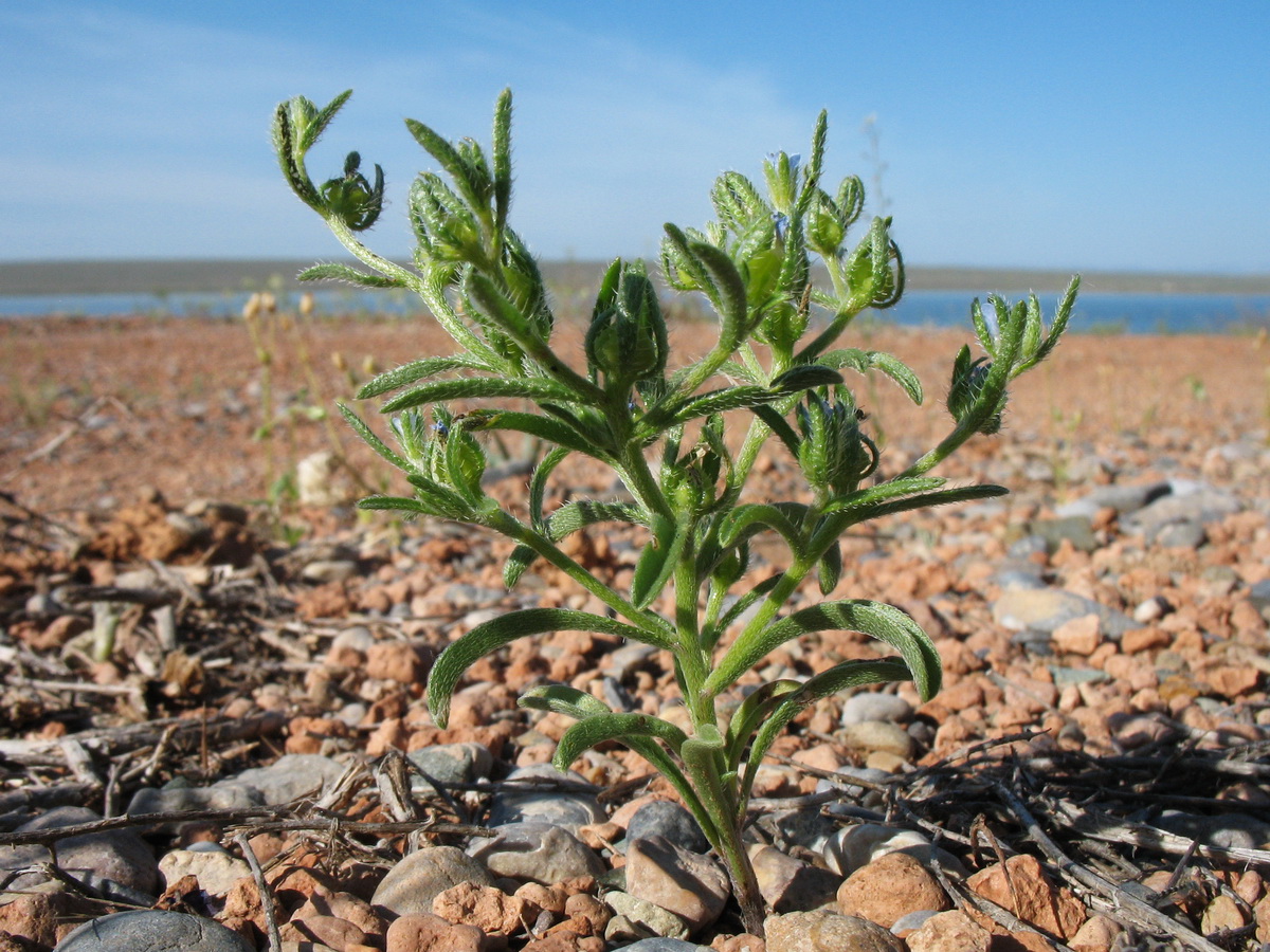 Изображение особи Lappula spinocarpos.