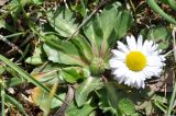 Bellis perennis. Цветущее растение. Азербайджан, окр. г. Шемаха. 6 апреля 2017 г.